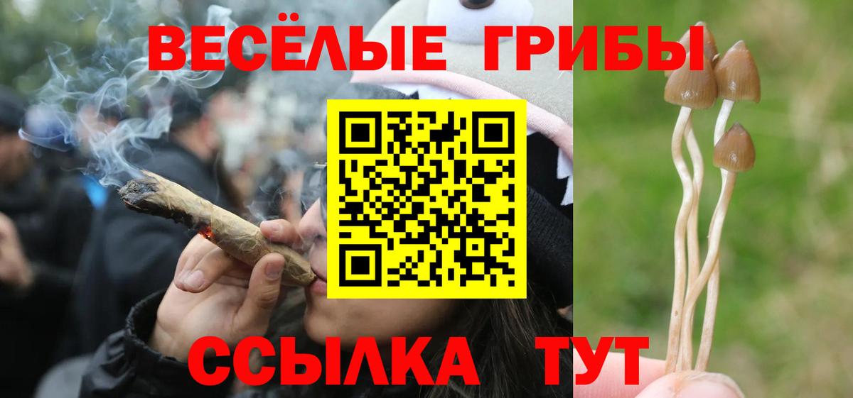 Галлюциногенные грибы Psilocybe  Вход с VPN  Алатырь  Галлюциногенные грибы GOLDEN TEACHER 